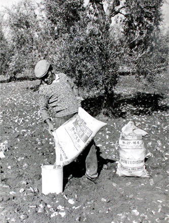 1 antica il rosone olio