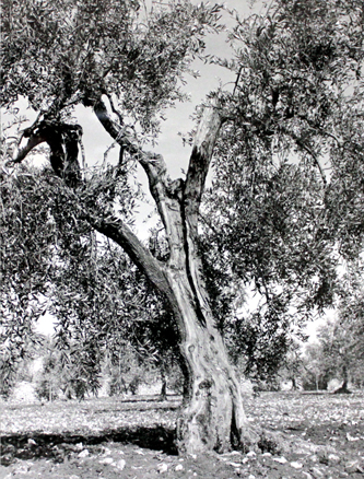 2 antica il rosone olio