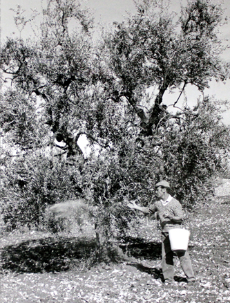 3 antica il rosone olio