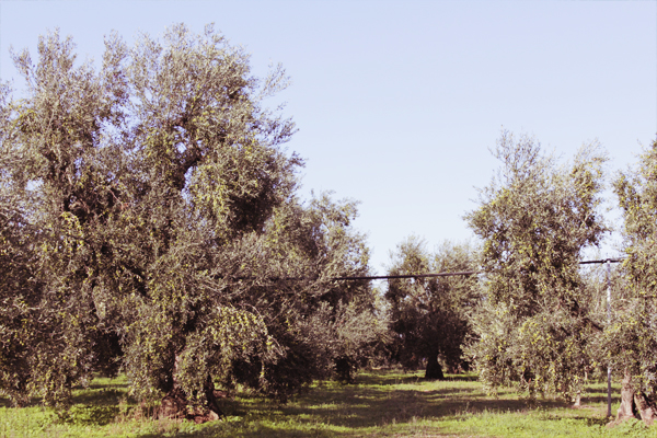 immagine 8