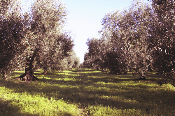 immagine 9