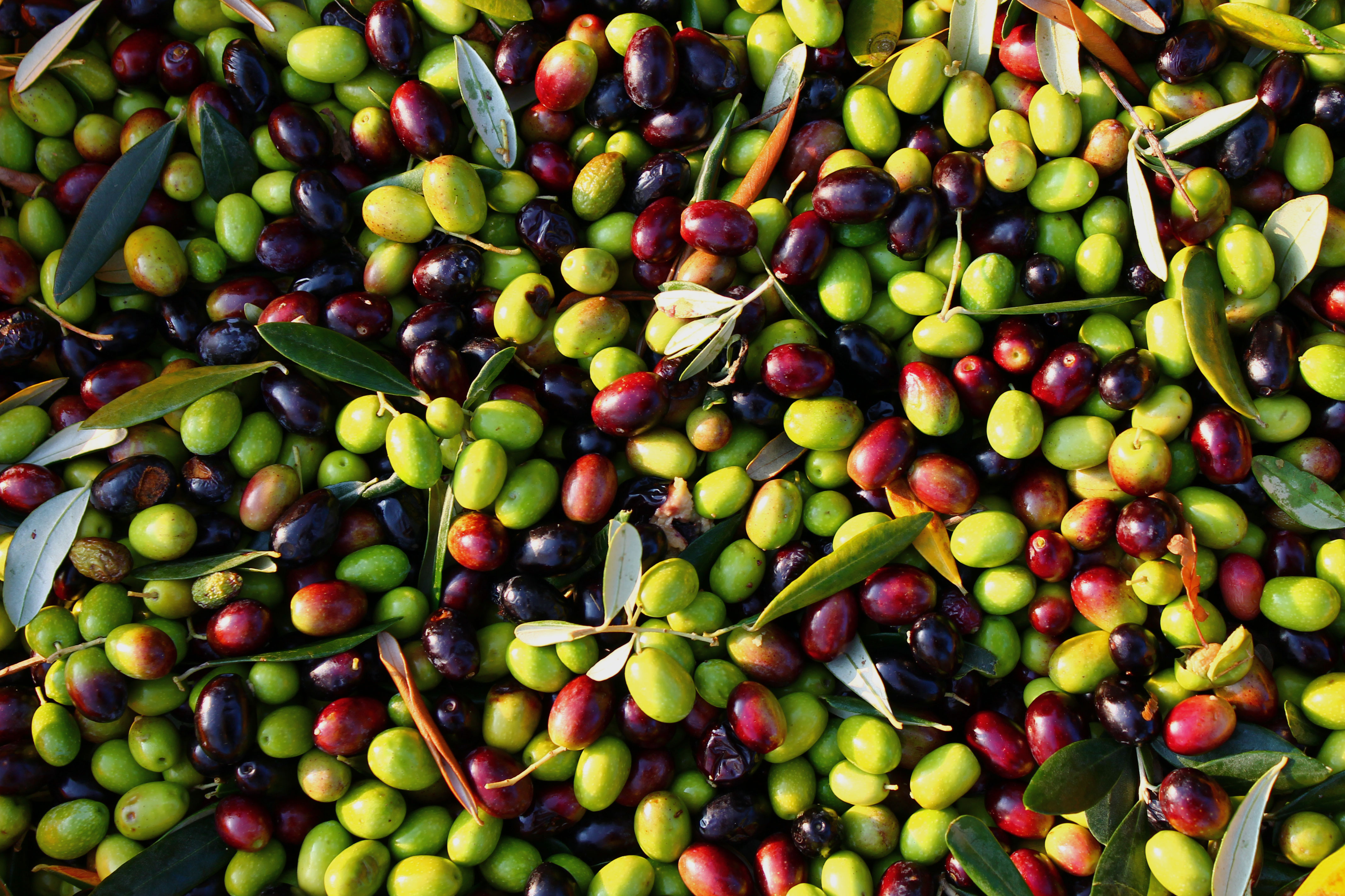 picked-olives-ii.jpg