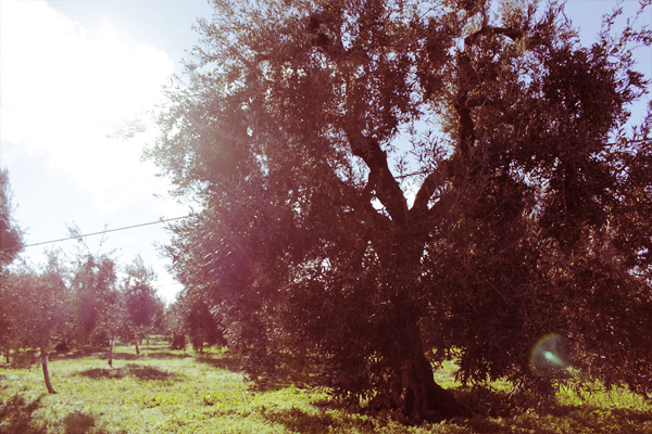 uliveti il rosone 1