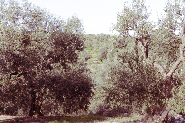 uliveti il rosone 11