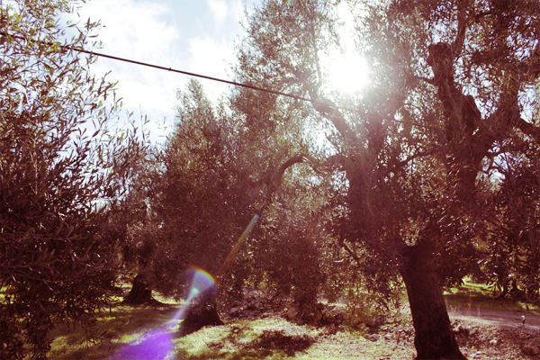 uliveti il rosone 2