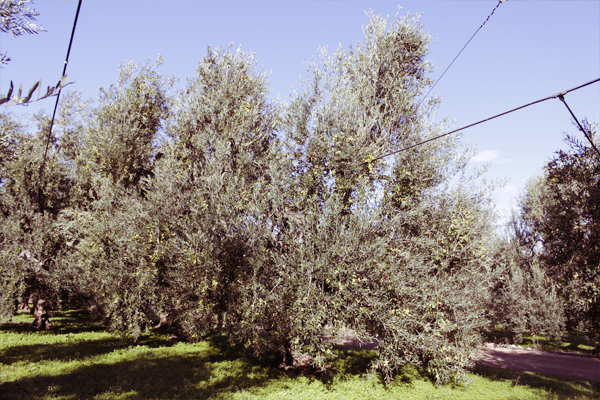 uliveti il rosone 3
